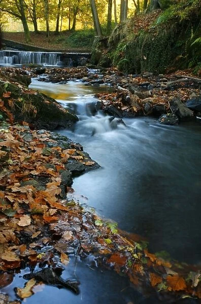 Stream with Fall Leaves in the Forest of Dean, UK