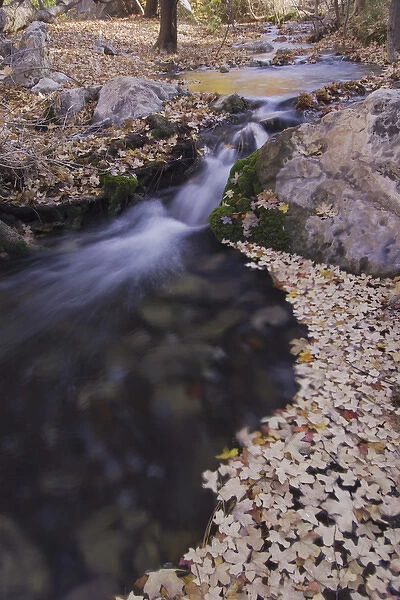 Stream with fallen leaves of Bigtooth Maples (Acer grandidentatum) fallcolors, McKittrick Canyon