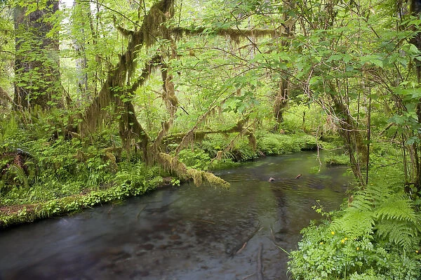 A stream flowing through the Hoh Rainforest in Olympic National Park, Washington