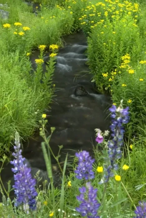 Framed Print : Stream lined by wildflower, Yellowstone NP Framed Print : Stream lined by wildflower, Yellowstone NP