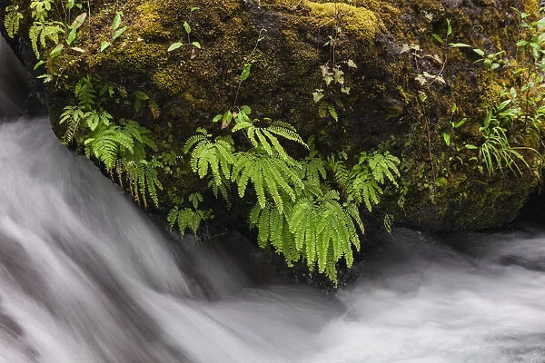 Stream and maidenhair ferns, Columbia River Gorge, Oregon