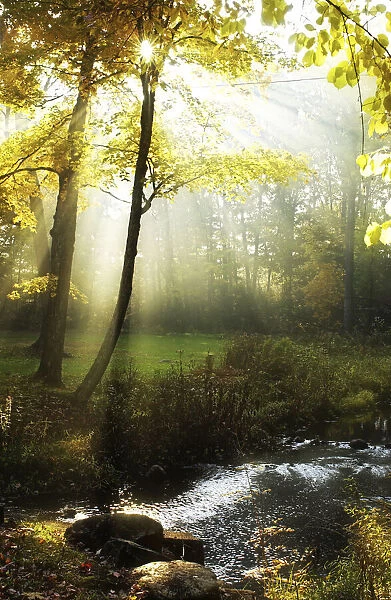 Stream with morning mist and rays of sun