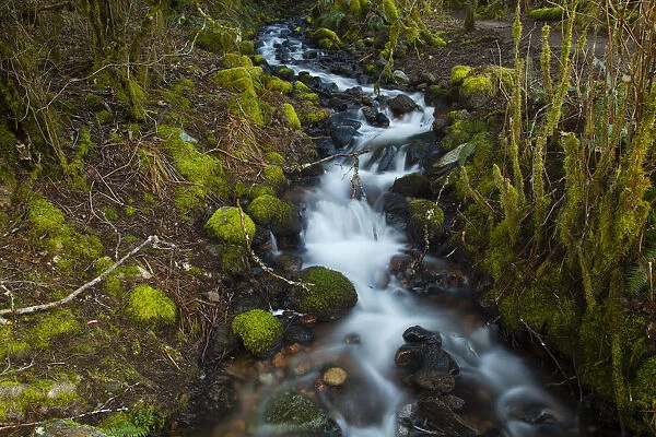 Stream in the rainforest near Alice Lake Provincial Park. Squamish, British Columbia, Canada
