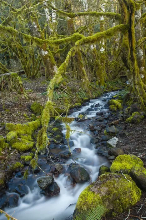 Framed Print : Stream in the rainforest near Alice Lake Provincial Park. Squamish, British Columbia, Canada Framed Print : Stream in the rainforest near Alice Lake Provincial Park. Squamish, British Columbia, Canada