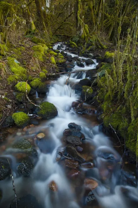 Framed Print : Stream in the rainforest near Alice Lake Provincial Park, Squamish, British Columbia