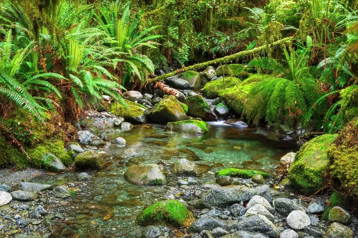 Framed Print : Stream on the Tutoko River Track, Fiordland National Park, South Island, New Zealand Framed Print : Stream on the Tutoko River Track, Fiordland National Park, South Island, New Zealand