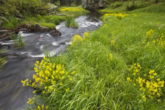 Framed Print : Stream and wildflowers in Custer State Park, South Dakota