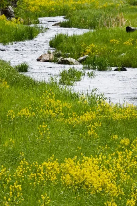 Framed Print : Stream and wildflowers in Custer State Park, South Dakota Framed Print : Stream and wildflowers in Custer State Park, South Dakota