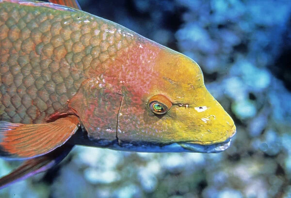 06. Streamer Hogfish, Bodianus diplotaenia