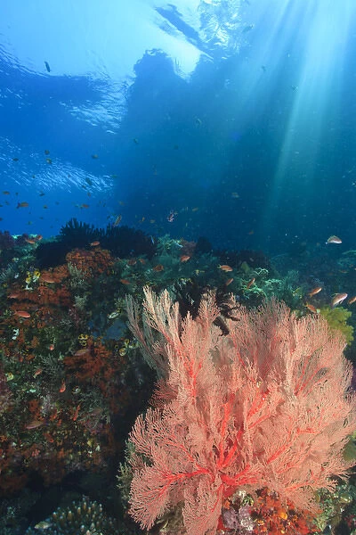 Streaming afternoon sunlight, Vibrant Gorgonian Sea Fans and schooling Anthias fish
