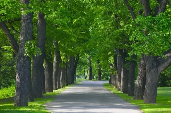 Framed Print : Street flanked by trees, Prague, Czech Republic