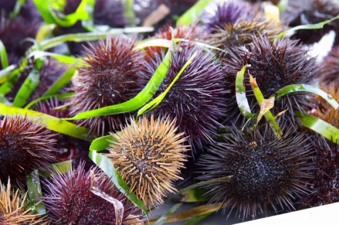 Framed Print : Street market merchants stall with sea urchins oursin with sharp needles Framed Print : Street market merchants stall with sea urchins oursin with sharp needles