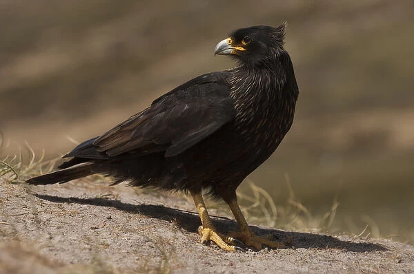 Striated Caracara or Johnny Rook (Phalcoboenus australis) They obtain much of