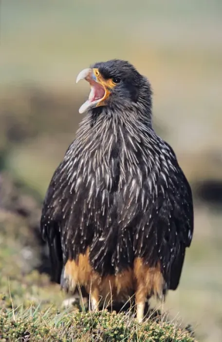 Framed Print : Striated Caracara or Johnny Rook (Phalcoboenus australis) on the Falkland Islands