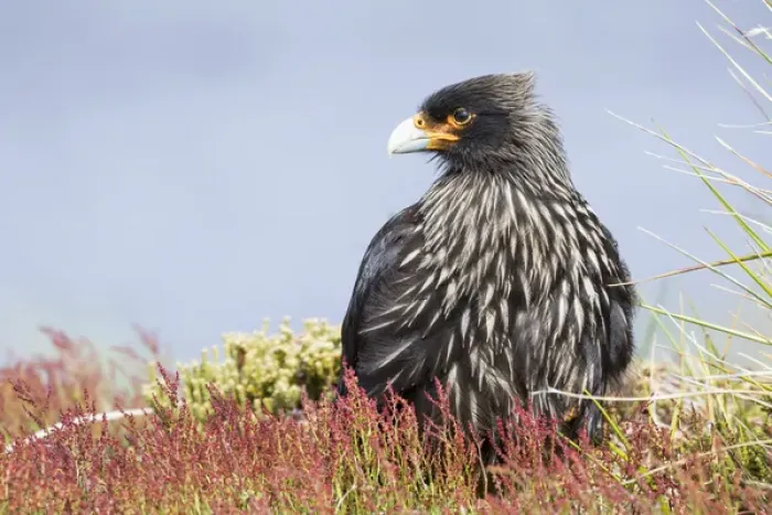 Framed Print : Striated Caracara (Phalcoboenus australis) or Johnny Rook, considered as very intelligent Framed Print : Striated Caracara (Phalcoboenus australis) or Johnny Rook, considered as very intelligent