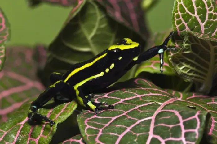 Framed Print : Three Stripe Dart Frog, Ameerega (formerly Epipedobates) trivittatus, Amazon basin