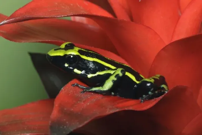 Framed Print : Three Stripe Dart Frog (Ameerega trivittatus, formerly Epipedobates trivittatus)