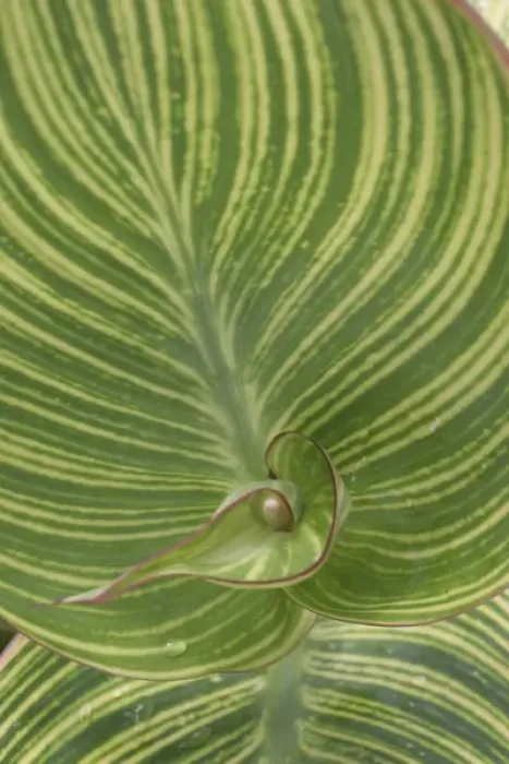 Framed Print : Striped Canna Leaf abstract