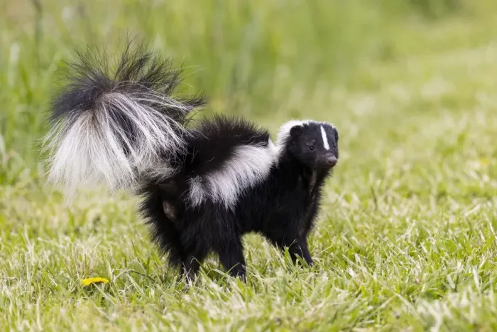 Framed Print : Striped skunk digging for food