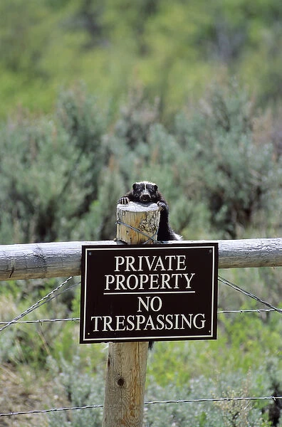 Striped skunk (Mephitis mephitis) enforcing the No Trespassing sign
