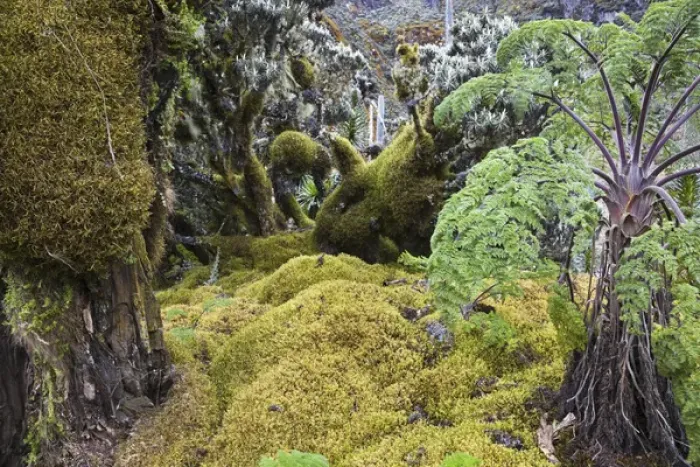 Framed Print : Strohblumengebuesch with moss in the Rwenzori, Uganda