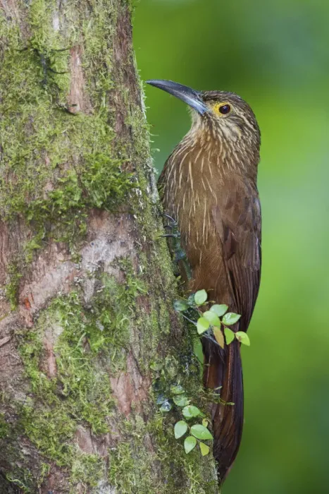 Framed Print : Strong-billed woodcreeper Framed Print : Strong-billed woodcreeper