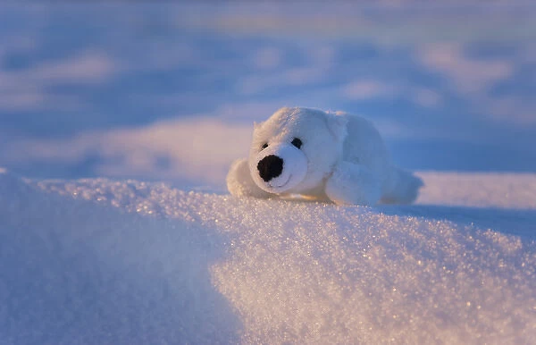 Stuffed toy of polar bear on snow, Manitoba, Canada