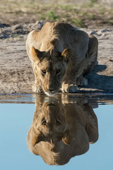 Framed Print : A sub-adult lion, Panthera leo, drinks at waterhole. Savuti, Chobe National Park, Botswana Framed Print : A sub-adult lion, Panthera leo, drinks at waterhole. Savuti, Chobe National Park, Botswana