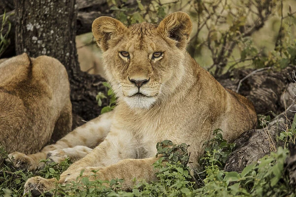 Sub adult lion resting in shade of tree with rest of the pride, Serengeti National Park