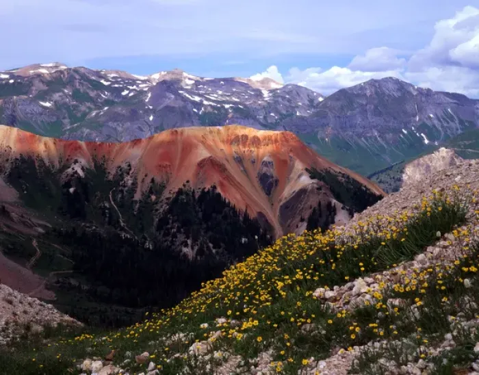 Framed Print : Sub-alpine buttercups and mineral-laden mountains near Ouray, Colorado Framed Print : Sub-alpine buttercups and mineral-laden mountains near Ouray, Colorado