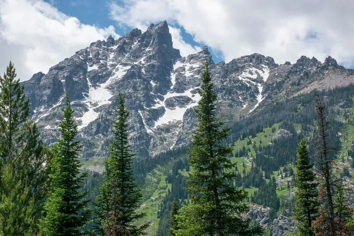 Framed Print : Subalpine fir, Grand Tetons, Grand Teton National Park, Wyoming, USA Framed Print : Subalpine fir, Grand Tetons, Grand Teton National Park, Wyoming, USA