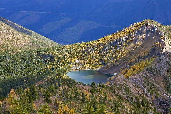 Subalpine larch in autumn on Nasukoin Lake in the Whitefish Range of the Flathead National Forest