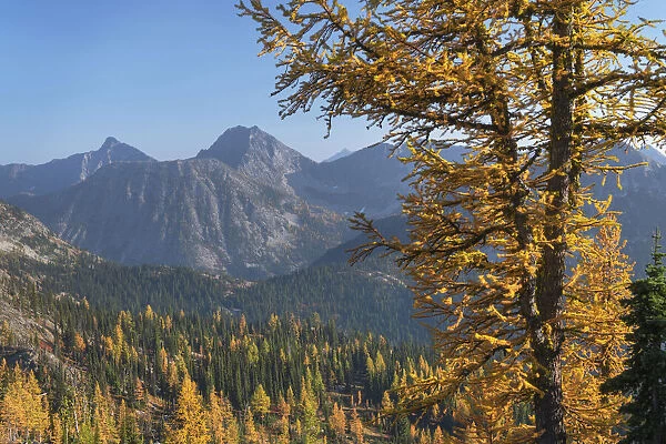 Subalpine Larches in golden autumn color. North Cascades National Park, Washington State