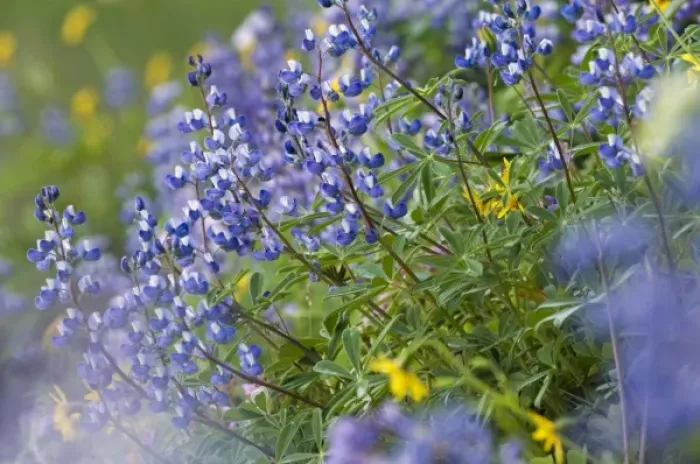 Framed Print : Subalpine Lupine, Mount Rainier National Park, Washington, USA