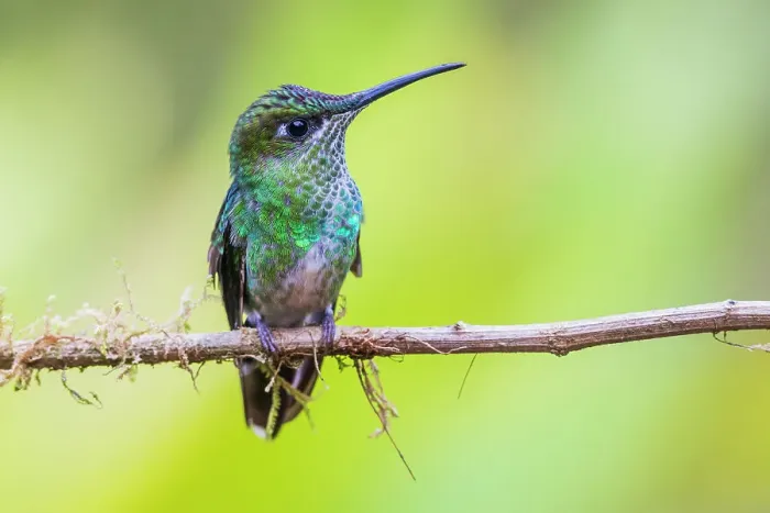 Framed Print : The subtle beautiful violet-tailed sylph (female) at home in the cloud forest of Ecuador Framed Print : The subtle beautiful violet-tailed sylph (female) at home in the cloud forest of Ecuador