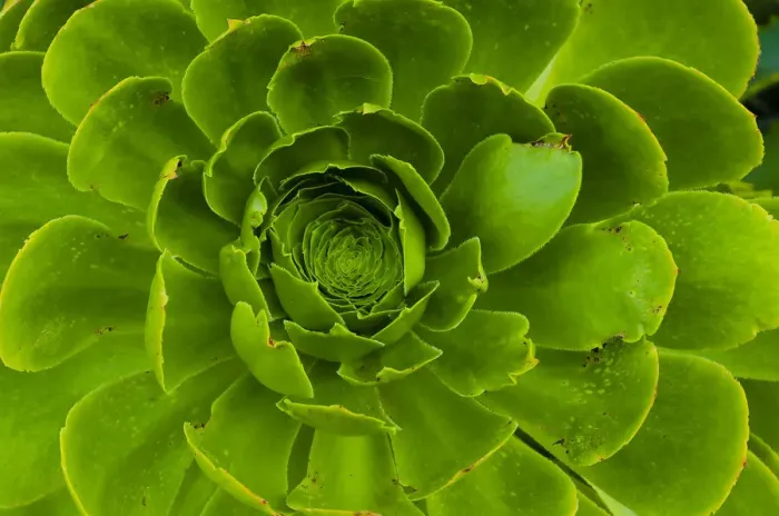 Framed Print : Succulent, Big Sur, California, USA Framed Print : Succulent, Big Sur, California, USA
