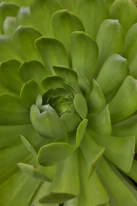 Framed Print : Succulent close-up, Upcountry, Maui, Hawaii Framed Print : Succulent close-up, Upcountry, Maui, Hawaii