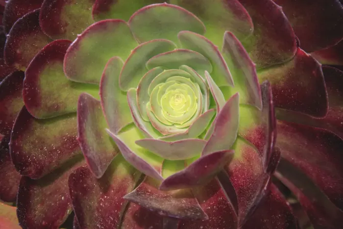 Framed Print : Succulent named prairie sunset or houseleeks