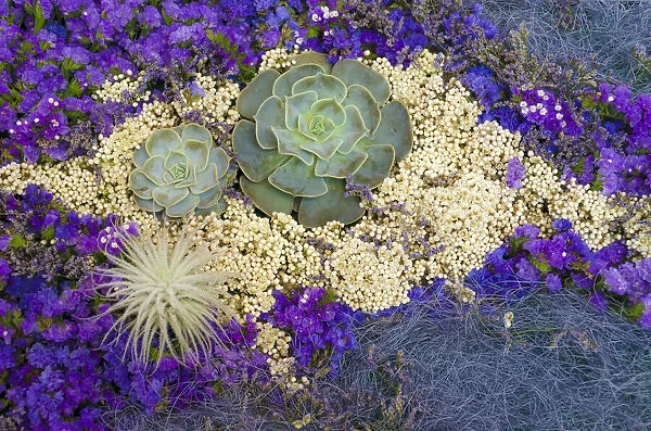 Succulents, Big Sur, California, USA