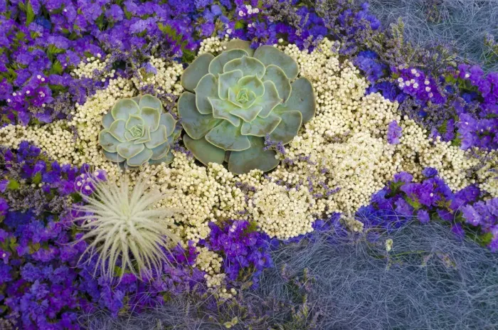 Framed Print : Succulents, Big Sur, California, USA