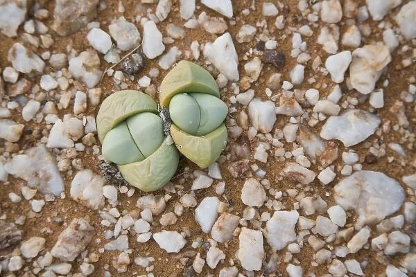 Succulents and quartz cover the ground in Northern Cape Province, South Africa
