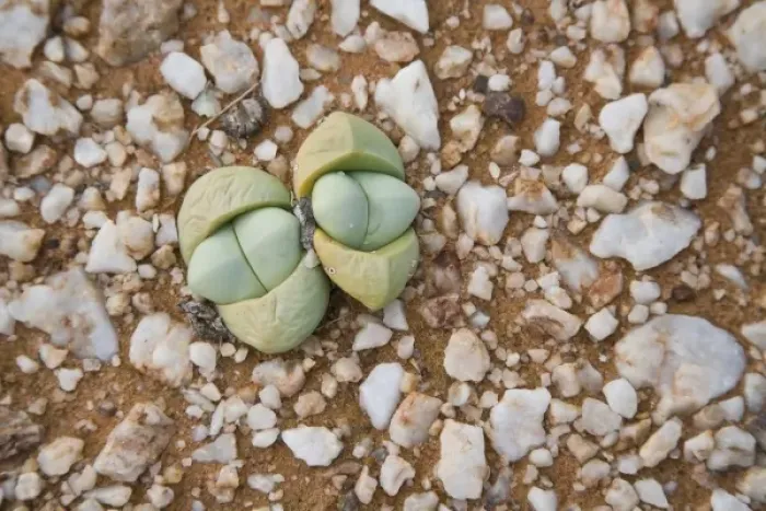 Framed Print : Succulents and quartz cover the ground in Northern Cape Province, South Africa Framed Print : Succulents and quartz cover the ground in Northern Cape Province, South Africa