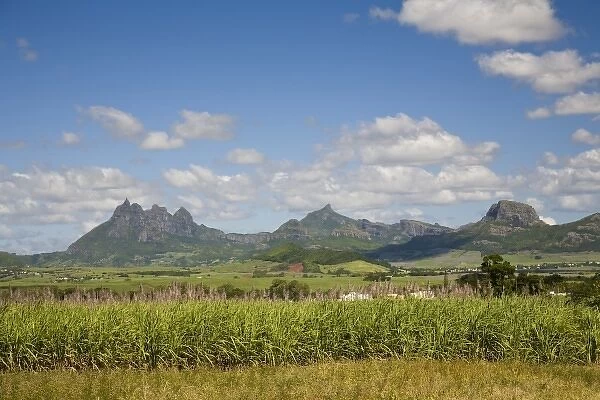 Sugar Cane, Lion Mountain in background, East Mauritius, Africa
