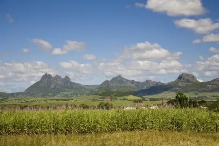 Framed Print : Sugar Cane, Lion Mountain in background, East Mauritius, Africa