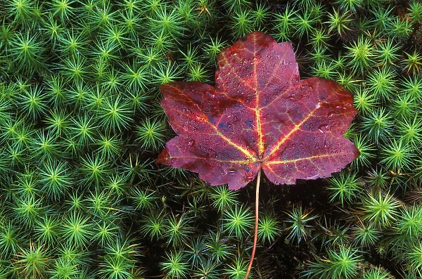 Sugar Maple Leaf on Moss, Lookout Mt. GA, USA