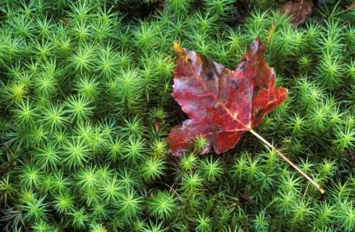 Framed Print : Sugar Maple Leaf on Moss, Lookout Mt. GA, USA