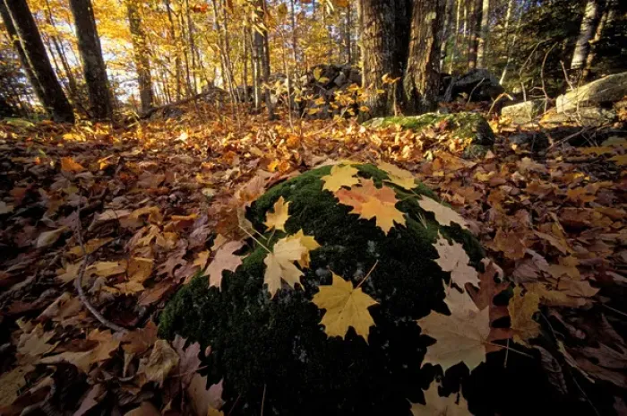 Framed Print : Sugar maple leaves on a mossy rock in one of the Nature Conservancys Great Bay Framed Print : Sugar maple leaves on a mossy rock in one of the Nature Conservancys Great Bay