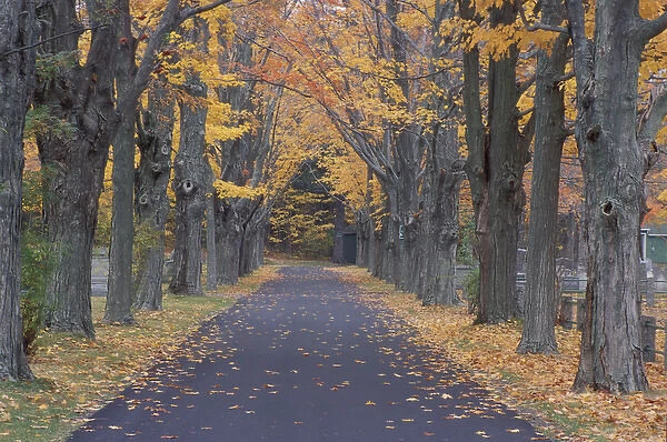 Sugar Maples line a road in a Rye Cemetary. Rye, NH