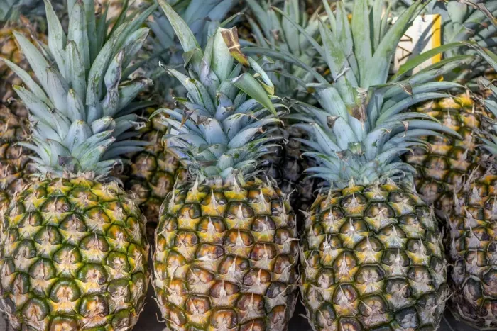 Framed Print : Sugarloaf pineapple Framed Print : Sugarloaf pineapple