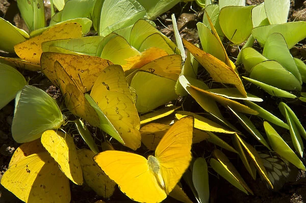 Sulfur Butterflies on mineral lick (Phoebis sp. ), Yasuni National Park, Amazon Rainforest